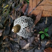 Phallus indusiatus Vent. (1798)